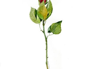 Original watercolor painting of rose, floral painting, watercolor home decor and art