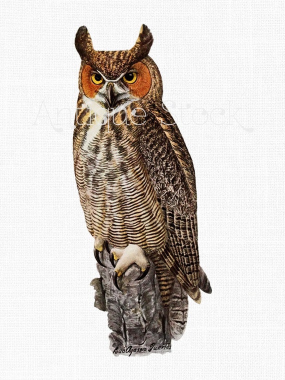 Bird Clip Art Image Great Horned Owl Instant