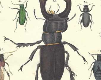 1857 Antique Beetles Entomology Print Hand Colored Engraving German Original