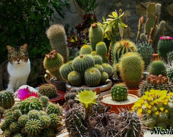 Cactus Seeds - 200+ Seeds - Succulent Seeds - Succulent Plants - Rare Seeds - Flower Seeds - Plant Seeds - Cacti Seeds - House Plants