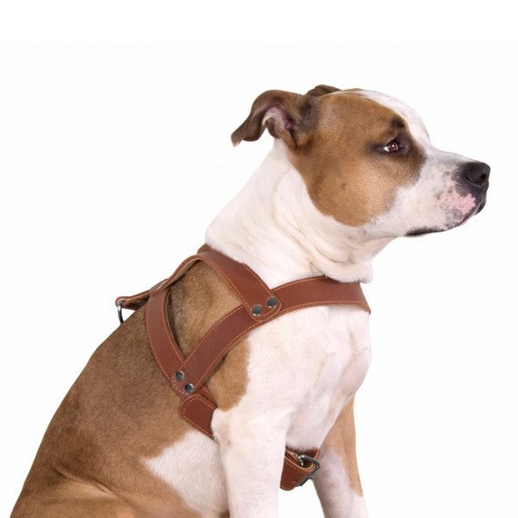 Leather Dog Harness Pitbull Amstaff Free PERSONALIZED