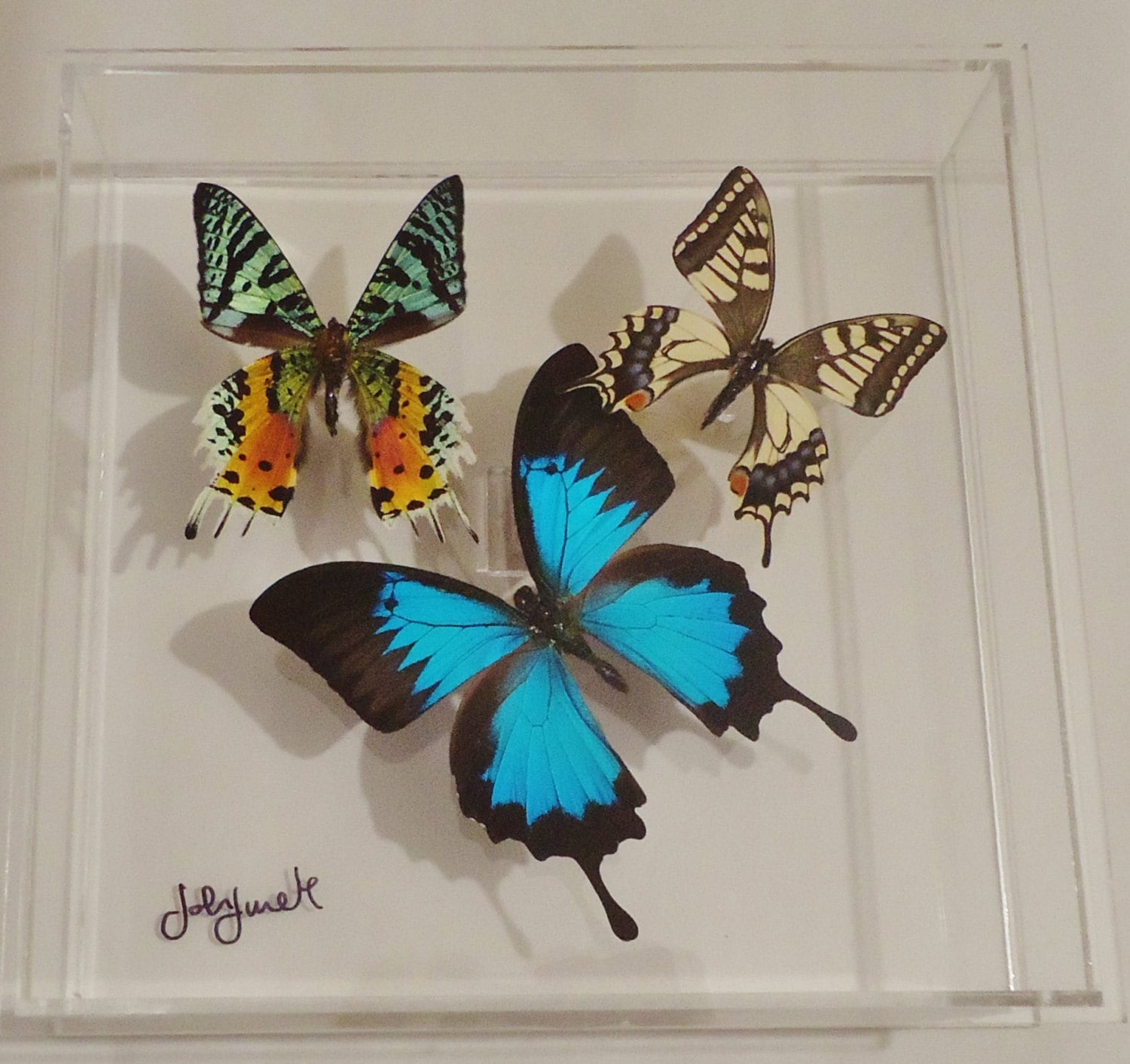 NEW butterfly display framed butterflies mounted
