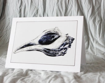 Biological Illustration of a Shell (card)