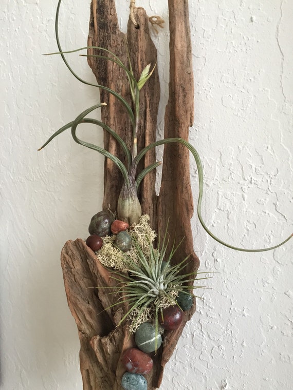 Driftwood Living Wall Driftwood Wall Hanging Airplant