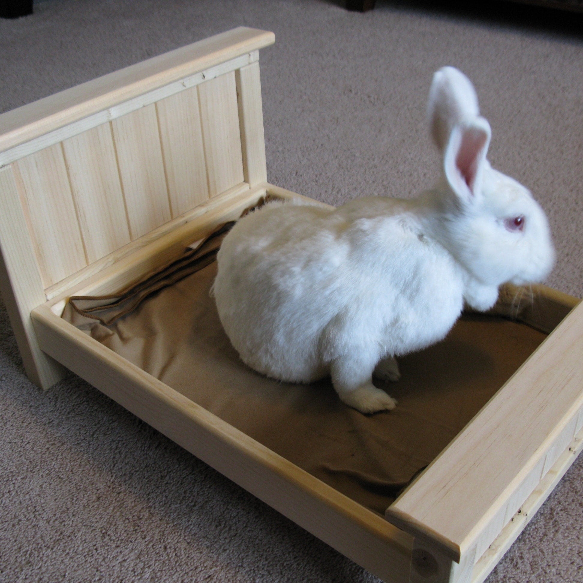 Bunny Rabbit Litter Pan / Hay Feeder Combo