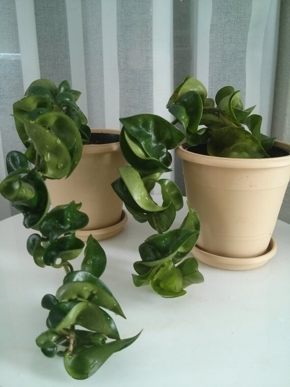 Hoya Rope Wax Plant in 4'' pot