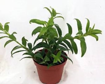 Goldfish Plant - 4" Pot - Blooms Constantly! (FREE SHIPPING)