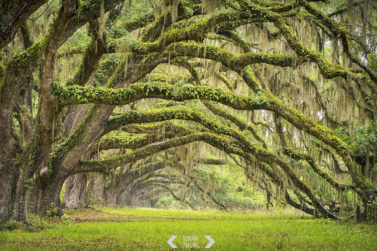 Rustic Landscape Photography Low Country Art Tree Art South