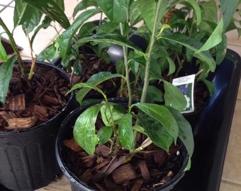 1 Well Rooted Yesterday Today Tomorrow - 12 To 15 Inches Long - m86