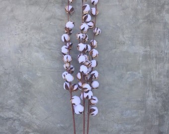 Dried cotton stems