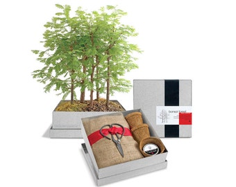 Dawn Redwood Bonsai Gift Set – Grow Bonsai - Bonsai Trees - Bonsai Seed - Father's Day - Indoor Plant - Bonsai Forest - Bonsai Tools - Tree