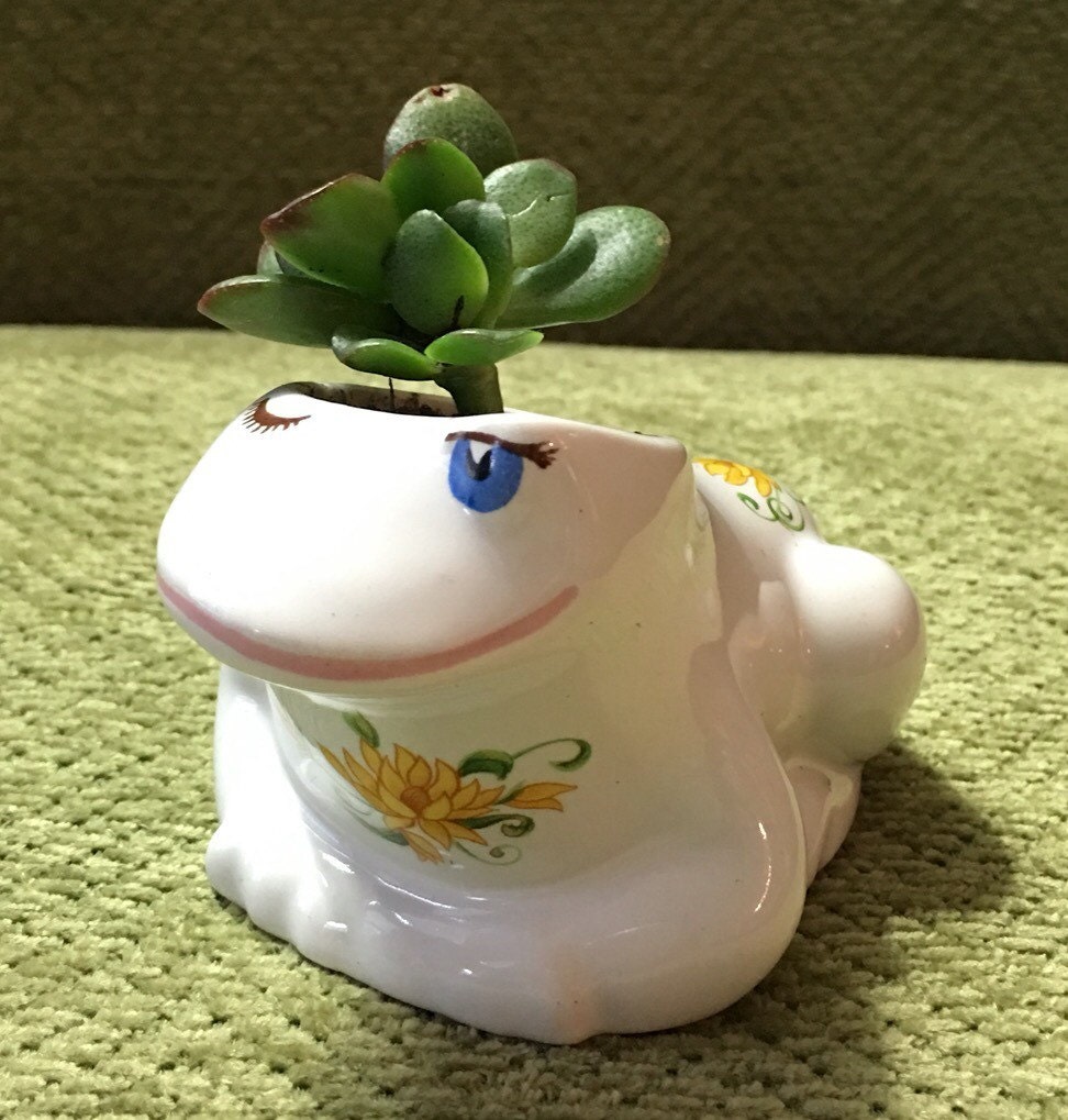 Succulent in Vintage Avon Frog Pot