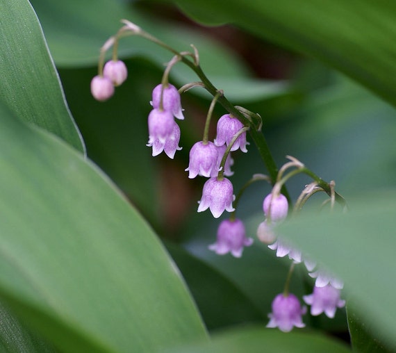 Pink Lily of the Valley 6 Plants Convallaria by Gardengirl99Shop