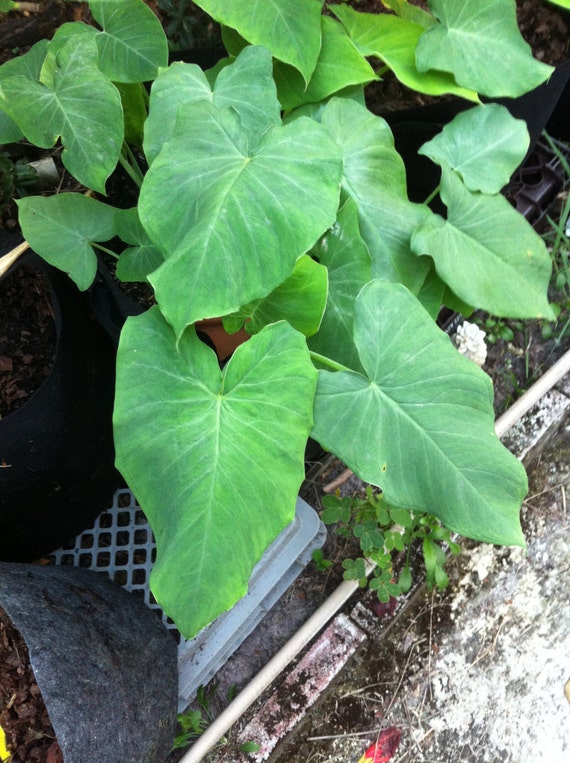 Rare Organic Edible Yautia Amarillo Yellow by FGPlantEmporium