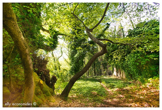woodland, fairytale, elves, trees, children's room, wall art, countryside, green, fine art photography, Forest Glade, 031. 'Forest Glade'