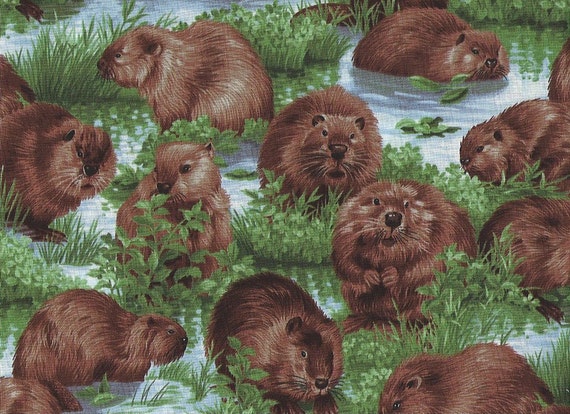 Busy beaver discount coupons
