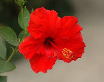 Hibiscus rosa-sinensis 'Brilliant Red' ~ Live Starter Plant