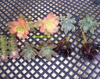 10 Assorted Succulent Cuttings set A