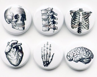 Human Anatomy flair Magnet Button Pin Badges Coaster teacher gifts brain skull science anatomical heart geekery stocking stuffer party goth