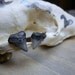 The Deep No. 5 Genuine Shark teeth and titanium post earrings