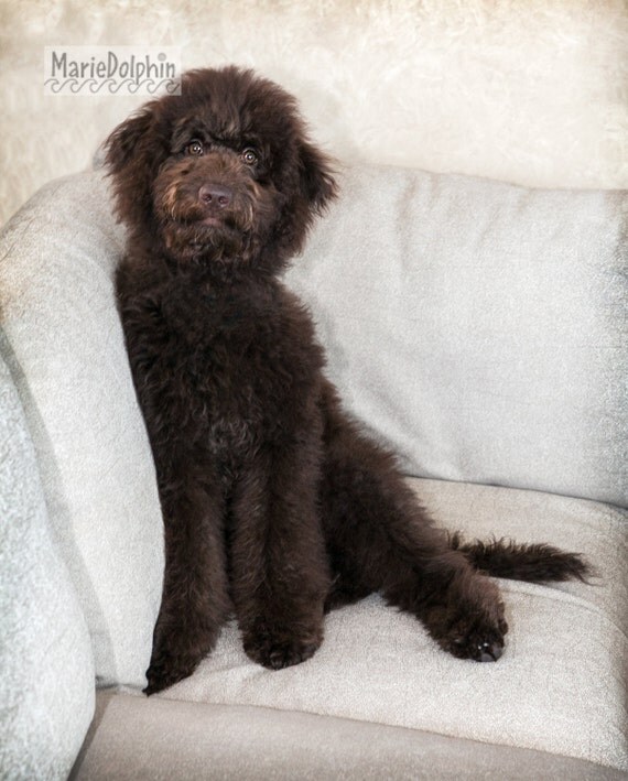 chocolate color LABRADOODLE GOLDENDOODLE puppy dog sitting in