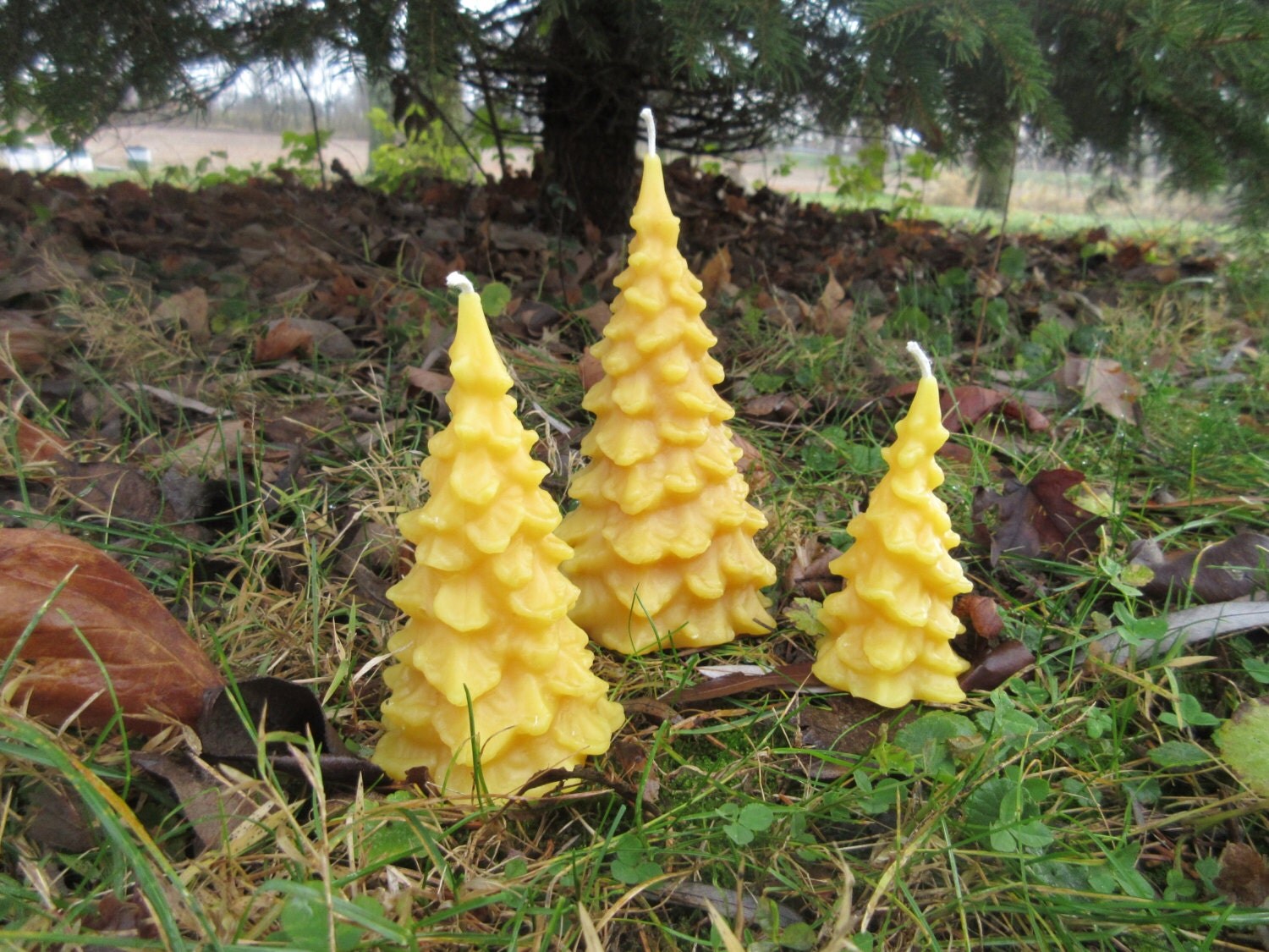 Set of 3 Pine Tree Beeswax Candles