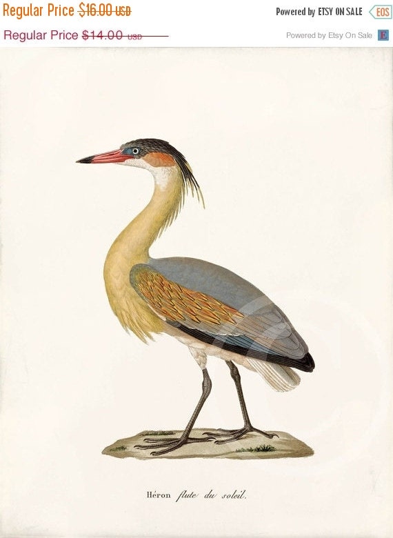 AUTUMN SALE Summer Sale Antique Bird Art Print by 1001treasures