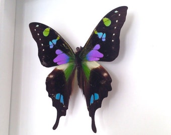 Real Butterfly Taxidermy - Butterfly Framed Art, Butterfly Decor, Framed Butterfly, Butterflies, Insect Taxidermy, Taxidermy Art, Bugs