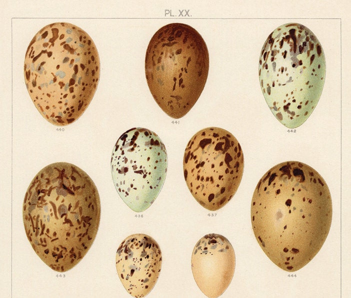 Sea Gull Bird Eggs Print Arctic Tern Black Headed Gull Eggs