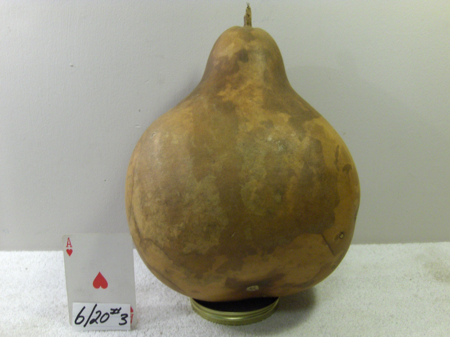 MARTIN Gourd 25 Around Dried Gourd Hard Shell for