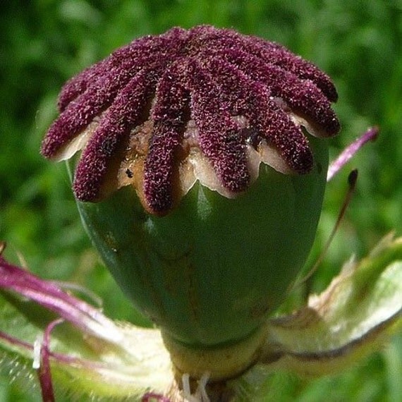 Poppy Seeds 100 Seeds High Germination Rate by