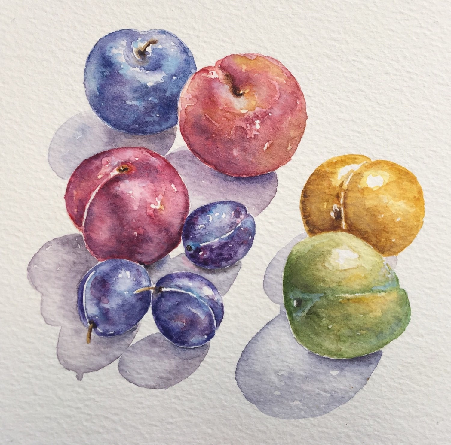 Watercolor painting plums colorful fruits painting
