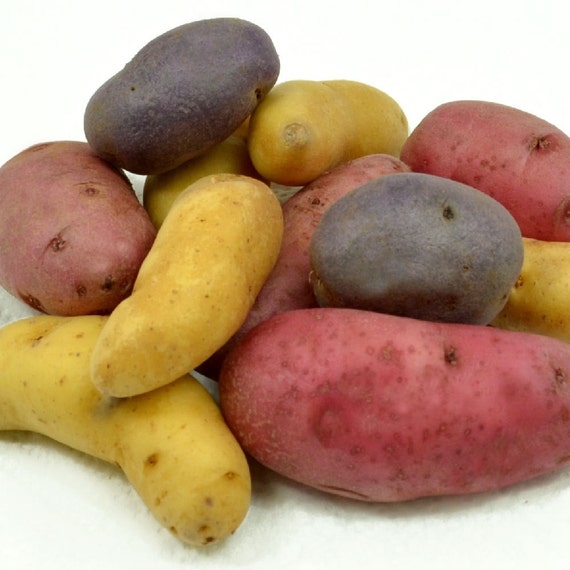 Fingerling Seed Potato Assortment Certified by FreshGardenLiving