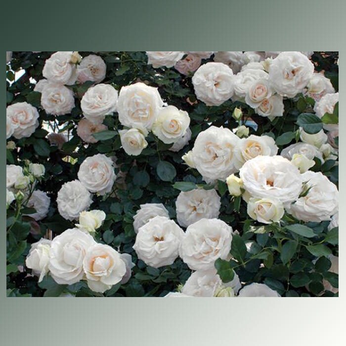 White Garden Rose Bush white eden ® climbing rose bush 100 petals hardy own root climber White Garden Rose Bush white eden ® climbing rose bush 100 petals hardy own root climber