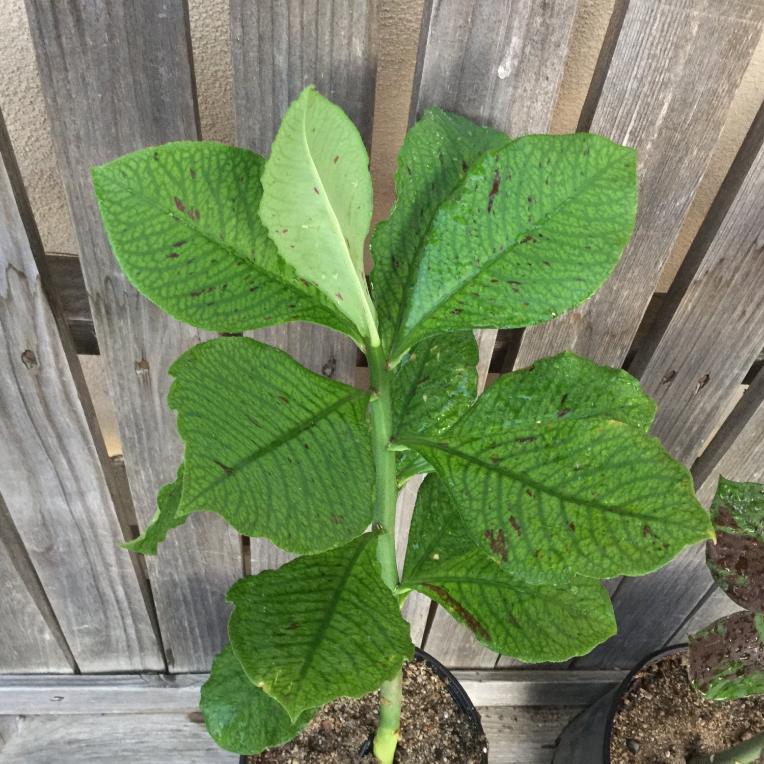 Milk Bush Rooted Plant GREEN Various sizes African