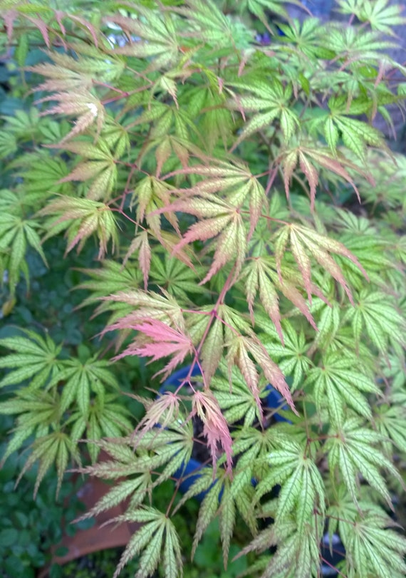 Rare Live TIGER ROSE Japanese Maple Tree Graft by TheMapleTreeLady