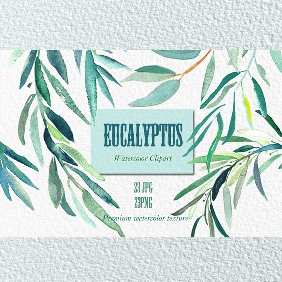 Eucalyptus branches watercolor clipart hand drawn. Romantic