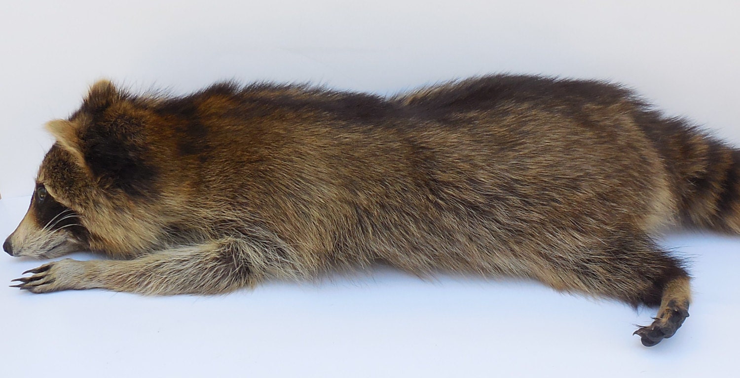 stuffed raccoon taxidermy