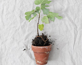 4 Rustic Potager Pots (Medium)
