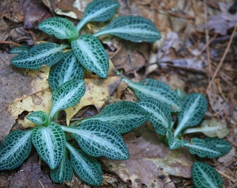 Rattlesnake Orchid Plant - Goodyera Oblongifolia - Rare - 4" Pot Live Plant Native Plant
