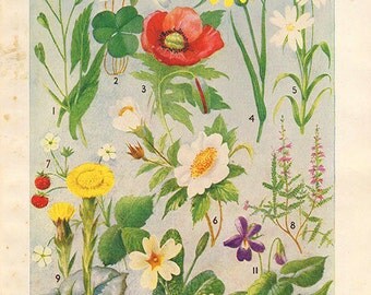 Antique Botanical print British Wild Flowers bookplate, vintage botanical flowers bookplate art print, red poppy fruits wall print wall art