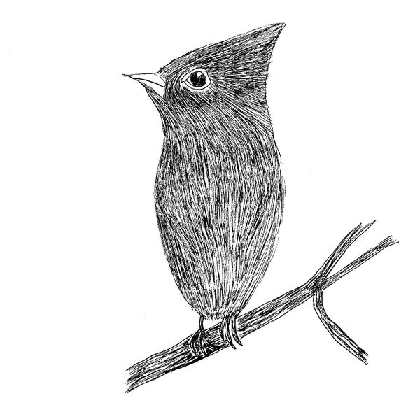 Items similar to Bird Drawing of a Long Tailed Silky Tit Flycatcher ...