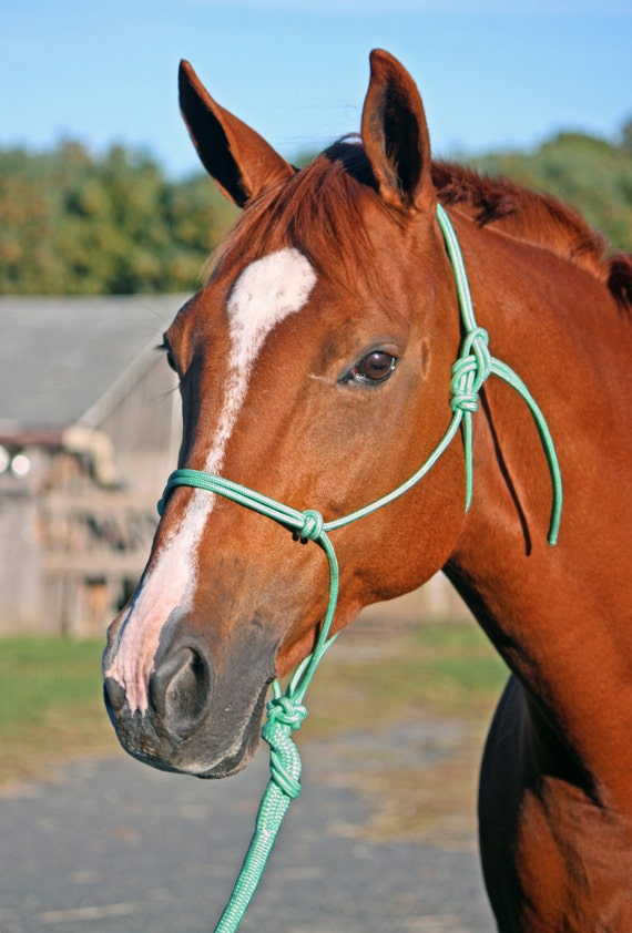 Mint Green Rope Halter Mint Green Horse Halter Mint Tack