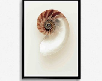 Coastal Print, Seashell Art, Coastal Wall Art, Beach Wall Art, Nautical Wall Decor, Modern Beach Print, Lake House Decor, Beach Wall Photo