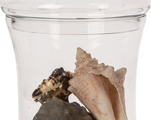 Artículos únicos para terrarium container | Etsy