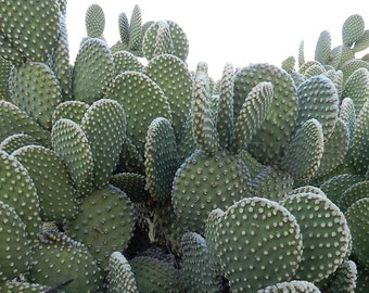 Prickly pear art | Etsy
