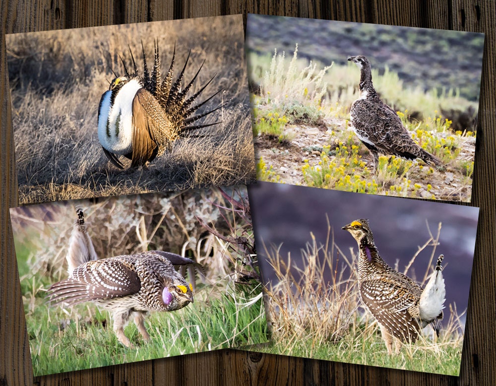 Greater Sage Grouse & Sharp-tailed Grouse 5x7 Cards Set of