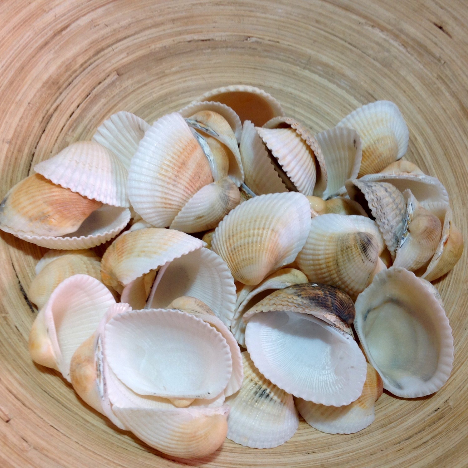 Genuine Seashells Set Real Sea Shell Bulk by BlackSeaJewellery