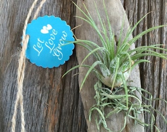 Driftwood and Tillandsia Event Favors With or Without Tag by Zentilly©