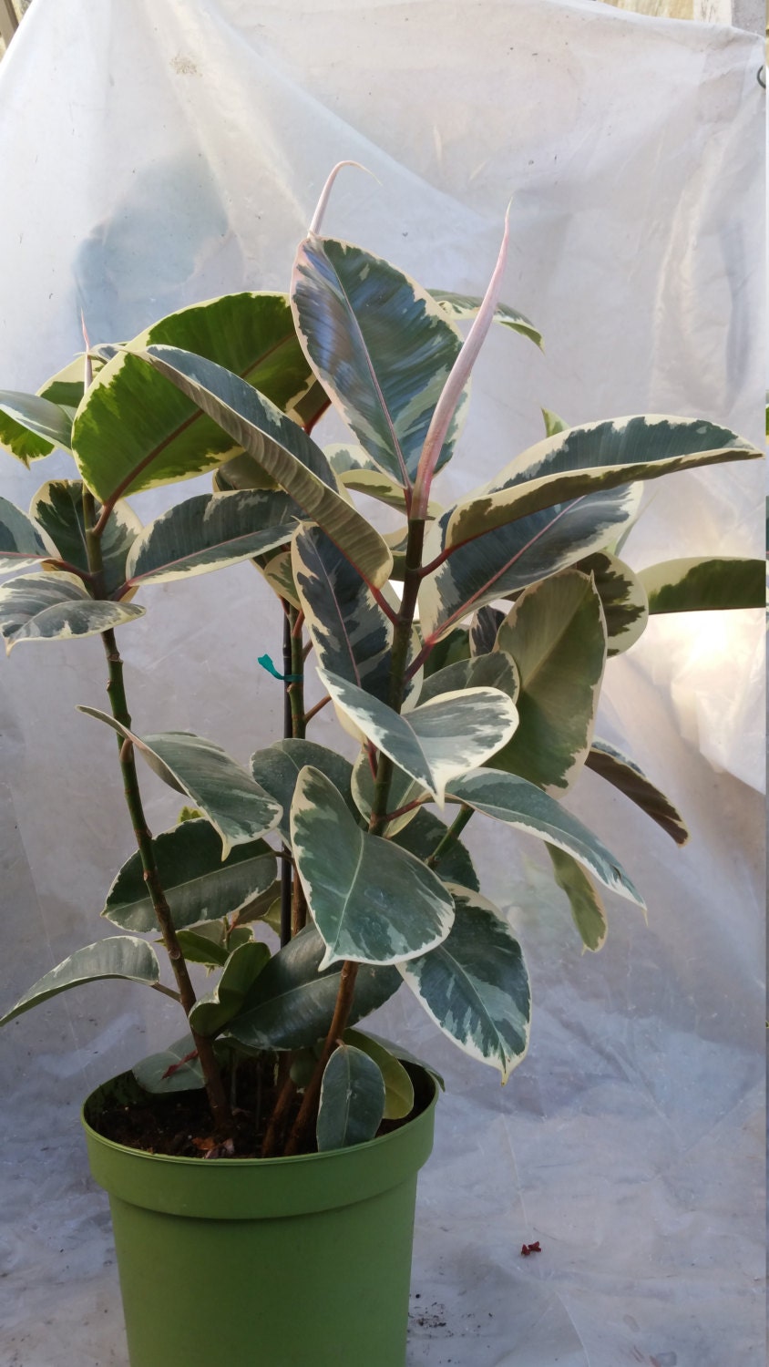 Ficus Elastica Tineke Plant in 8 Pot About 24 tall Nice